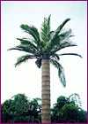 Aesthetic Palm Pole